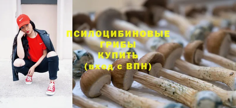 Псилоцибиновые грибы Psilocybe  купить наркоту  Дегтярск 